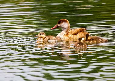 Duck relaxing in the water