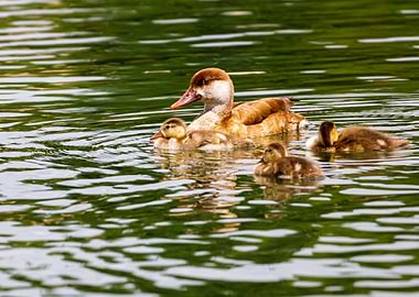 Duck relaxing in the water