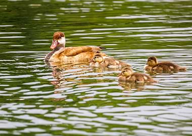 Duck relaxing in the water