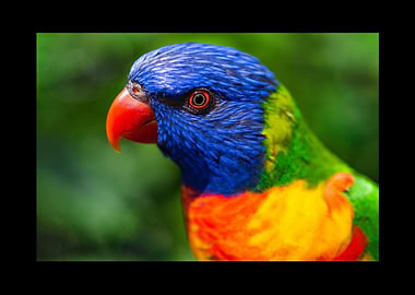 Parrot