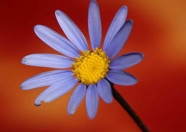 Star blue flower close up