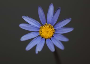 Blue star flower blossom