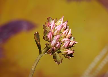 Flower blossoming close up
