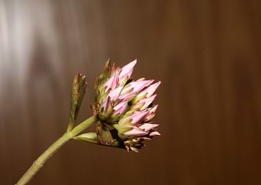 Flower blossoming close up