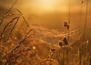 Sunrise on the meadow