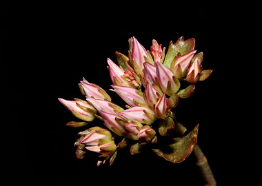 Wild rock flower blossom