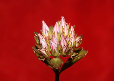 Sedum spartium close up