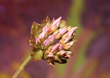 Flower blossoming close up