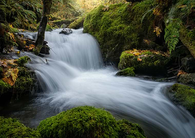 Quinault Waterfall