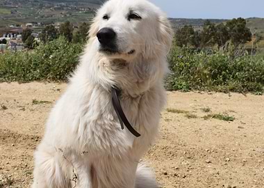 Maremma Sheepdog 3