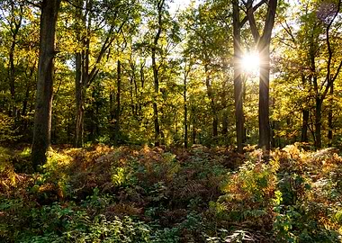 Forest in evening light