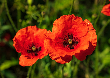 Red poppy flowers