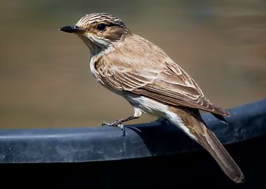 Spotted Flycatcher