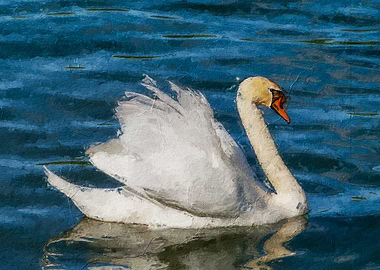 Swan