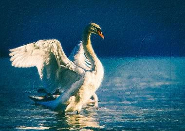 Swan