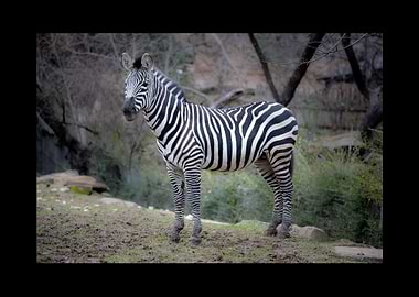 Zebra