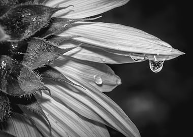 Yellow common sunflower