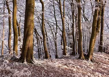 Icy winter forest scene
