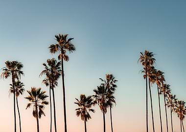 Palm Trees at Sunset