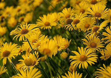 Yellow flowers