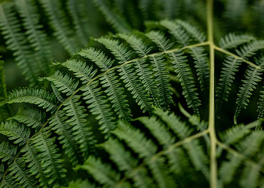 Green fern in the forest