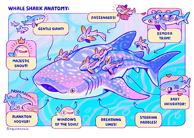 Whale Shark Anatomy