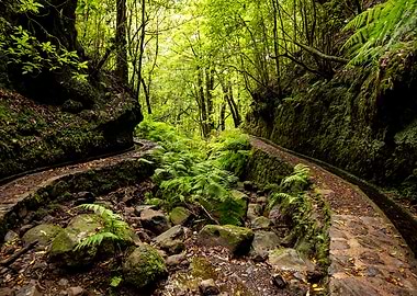 Levada dos Cedros Madeira