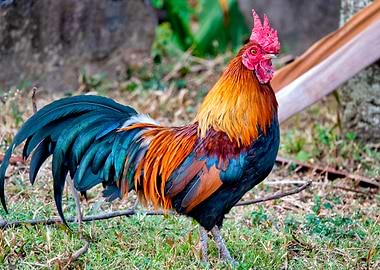 Red junglefowl