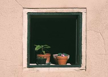 window and flower pot