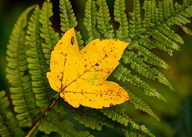 Maple leaf on a fern frond