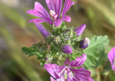 Common mallow 2