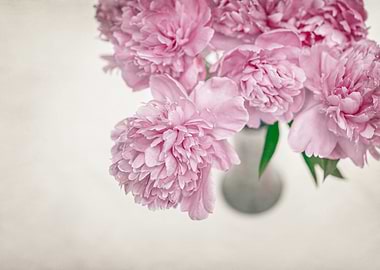 Pink Peonies