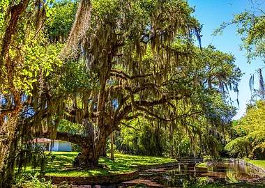 Cumberland Island