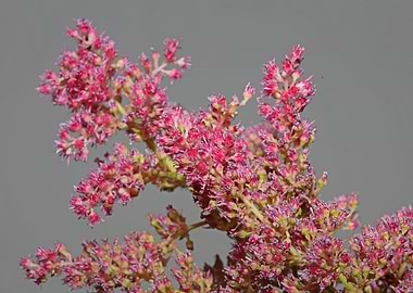 Flower blosooms background