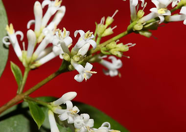 Flower blossoming close up