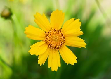 Flower Coreopsis