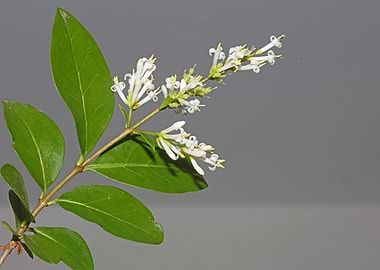 Flower blossoming close up
