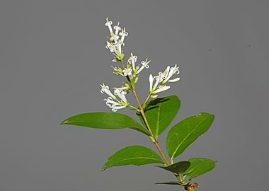 Flower blossoming close up