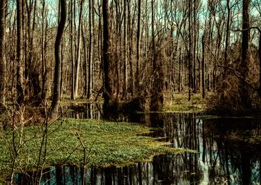 Swamp in Southeast Georgia