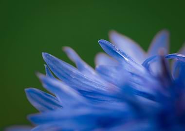 Closeup Cornflower