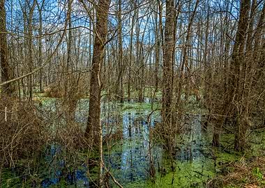 Swamp in Southeast Georgia