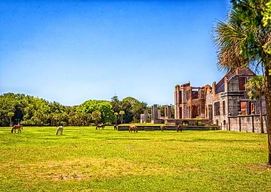 Cumberland Island Horses