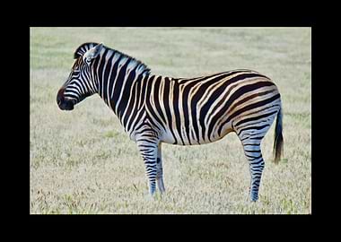 Zebra