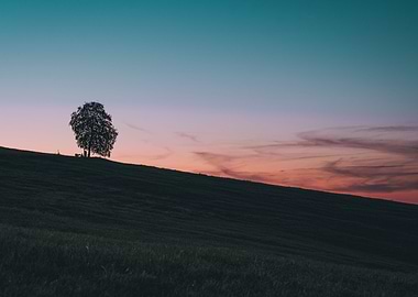 Sunset Tree