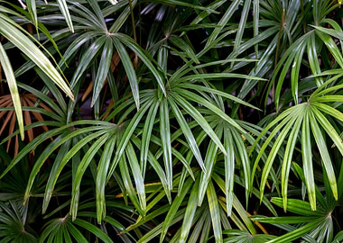 Tropical Leaves and Plants