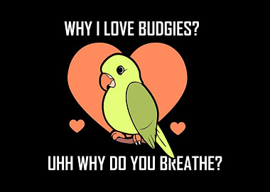 Budgie Budgeriga
