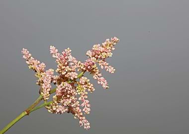 Astilbe flower blossoming