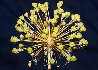 Flower blossoming close up