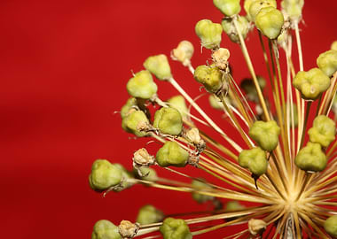 Flower fruits background