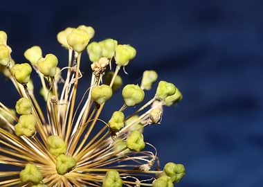 Allium nigrum close up